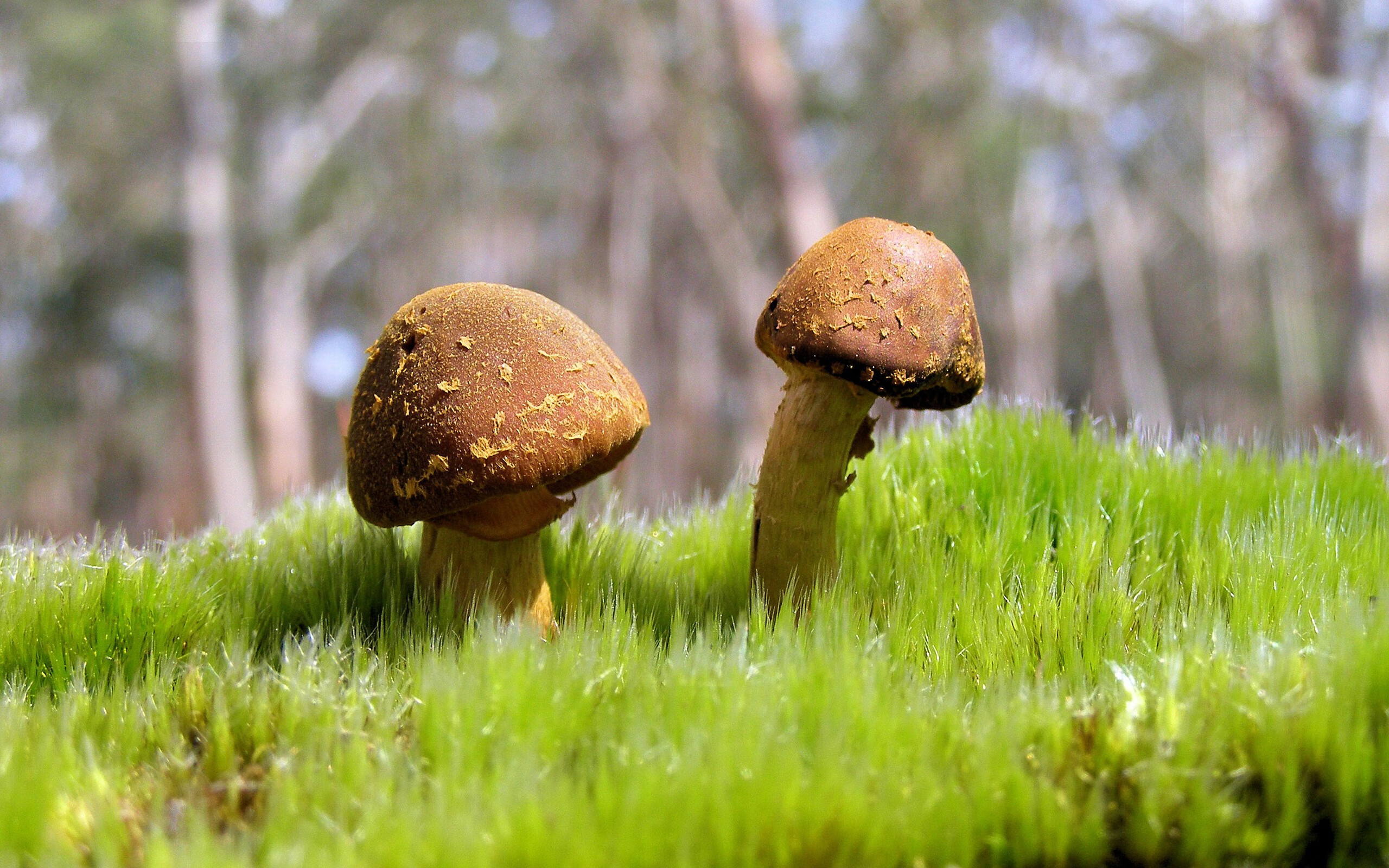 开云下载-双雄争霸夜，76人碾压老鹰展獠牙，约基奇末节统治诠释关键先生